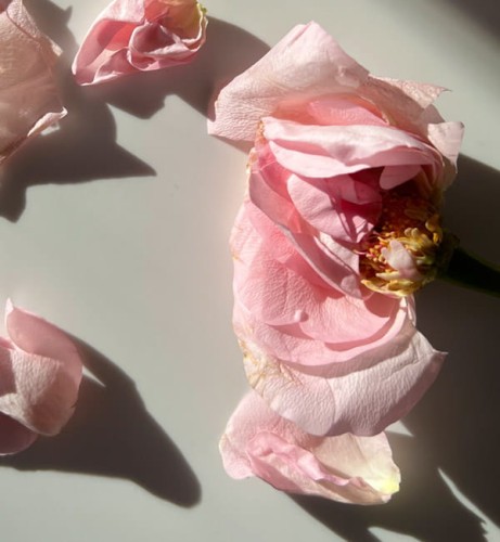 Produkt 280 x 303 tomorrows_rose_3-.jpg