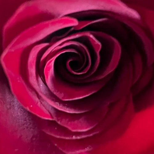 yde hunted rose 9.jpg